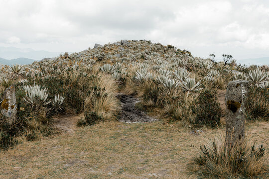 P&aacute;ramo Trail and Hillside Covered in Espeletia Vegetation
