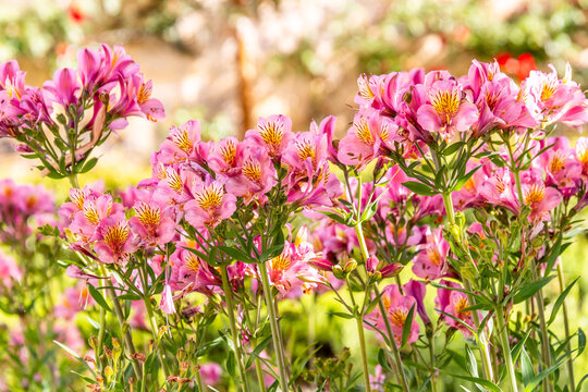Alstroemeria sp. pertenece a la familia Alstroemeriaceae.