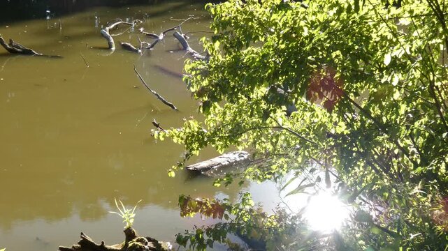 Absolutely still pond water surface with protruding fallen branches and logs, framed by green leaves, medium shot, sunlight atmosphere. Ecosystem Balance and Lifecycle.