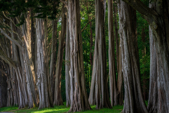 Mature Cupressus macrocarpa or Monterey Cypress trees tower over a green trail along the scenic Menai Strait on the Isle of Anglesey