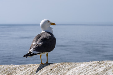 Naklejka premium A Lesser Black-backed Gull seabird stands on a stone wall near the historic South Stack Lighthouse in Anglesey North Wales.