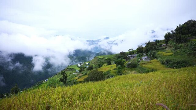 Vivid green rice terraces covering hillside rural village, Farwest Nepal