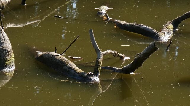 Multiple water striders insects moving on murky pond surface among submerged dead branches, medium shot, low key atmosphere. Biotope and Microcosm.