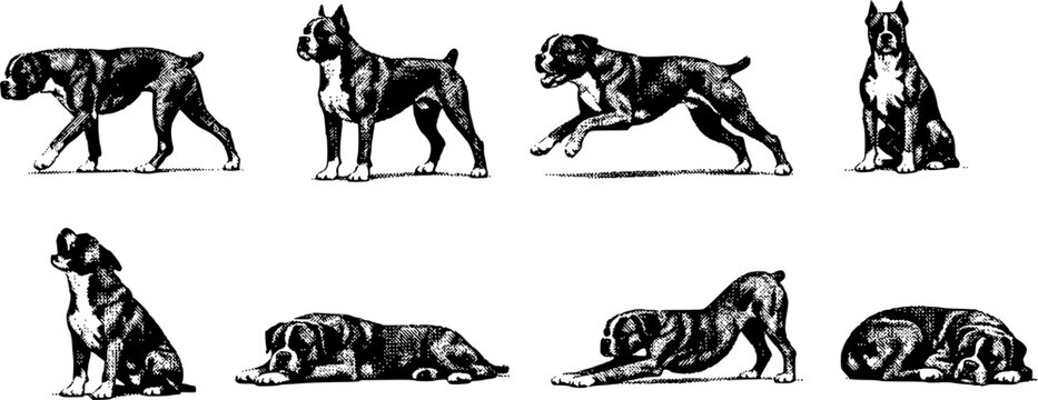Various Boxer Dog Poses Set: Walking Standing Running Sitting Howling Lying Stretching and Sleeping Halftone Engraving Style Vector Illustration