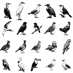 Obraz premium Black and White Bird Species Vector Illustration Collection