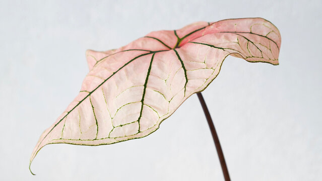 Close up of rare pink Caladium Spring Fling leaf with green vein patterns.