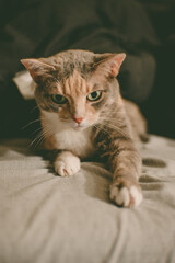 Fototapeta premium portrait of a cat