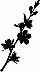 Fototapeta premium Silhouette of a flowering plant branch.