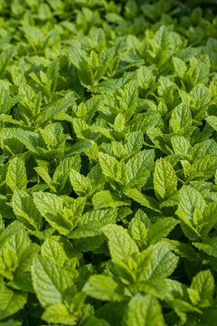 mentha leaves
