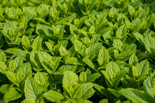 mentha leaves