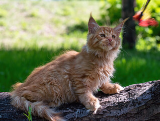 Ginger Maine Coon kitten resting on a log. Maine Coons are known as one of the largest breeds of domestic cat. © Marina