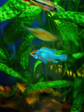 Ramirezi Apistogramma &lsquo;Electric Blue&rsquo; (Mikrogeophagus ramirezi var &lsquo;Electric Blue&rsquo;).