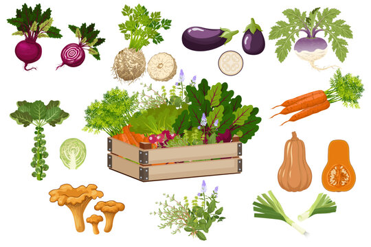 Assorted fresh organic vegetables including beets, turnips, eggplant, carrots, lettuce, mushrooms, squash, leeks around wooden crate, healthy produce illustration.