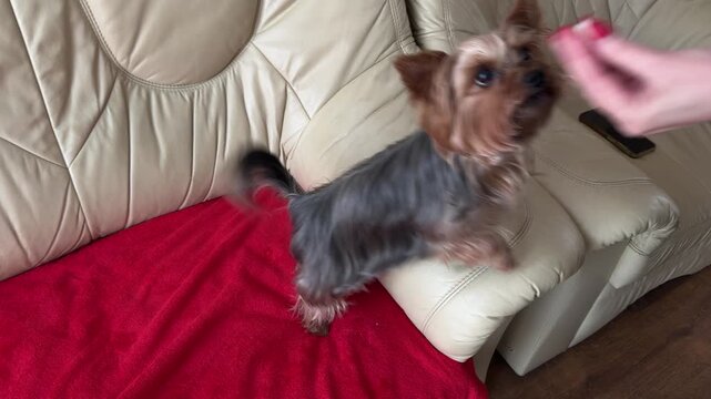 Yorkshire terrier dog treat training with owner at home on sofa in indoor pet scene. Small companion waits for reward on red blanket during obedience practice in cozy living room.