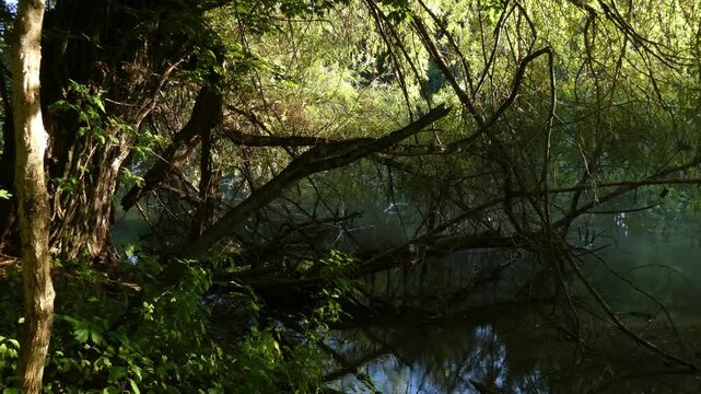 Tangled fallen branches growing and protruding from static motionless forest river water, wide shot, low key atmosphere. Resilience and Inner Strength.