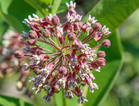 Closeup of common milkweed ,cluster of buds and flowers
