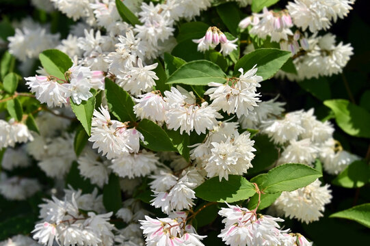 Deutzia gracilis (Japanese snow) blossom