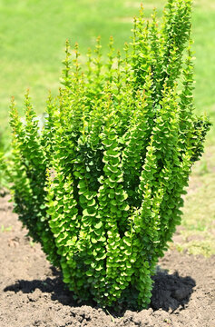 Green barberry (Berberis) Erecta