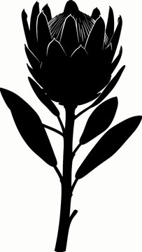 Black silhouette of a protea flower.