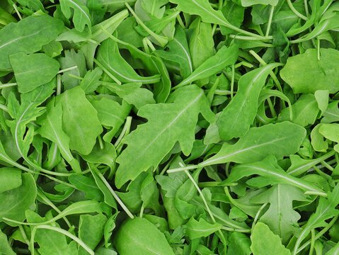 Top view of fresh arugula. Lettuce background.