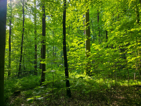 germany, magical glowing green leaves illuminated by mystical early morning sunlight creating enchanting forest atmosphere deep inside wendlingen woodland