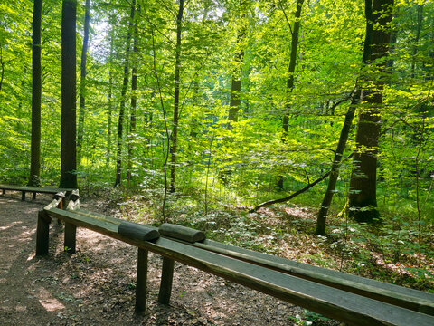 germany, handcrafted wooden marble run winding through enchanting wendlingen forest creating playful outdoor adventure surrounded by vibrant summer woodland beauty