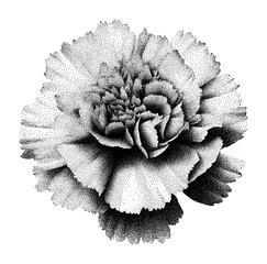 Obraz premium PNG Intricate black and white floral dotwork illustration