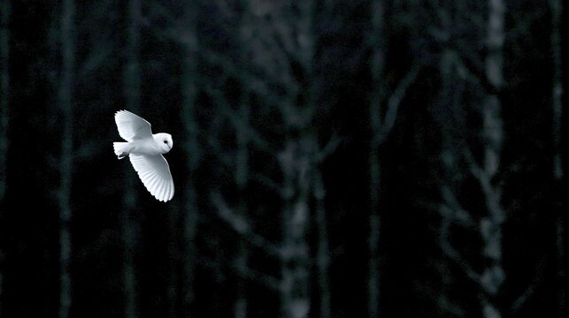 Graceful white barn owl soaring silently through a dark, moody forest at twilight.