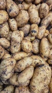 Freshly Harvested Dirty Potatoes Background, Raw Organic Potatoes with Soil, Farm Harvest, Natural Root Vegetables Texture