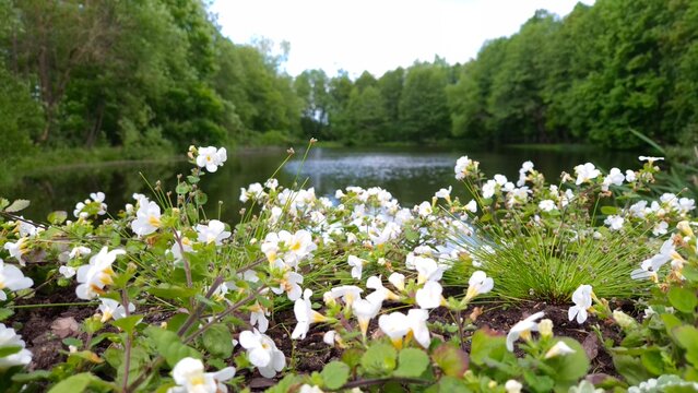 White Wildflowers Blooming by Peaceful Forest Lake in Spring