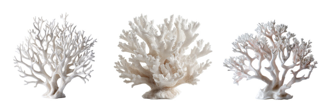 Set of Detailed branching coral reef formation with soft ivory and cream coloration scientifically accurate marine specimen on transparent png background. Ai generated