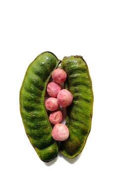 Two fresh green paterna fruit pods of Inga jinicuil protecting six ripe pink hicaco fruits of Chrysobalanus icaco from Guatemala