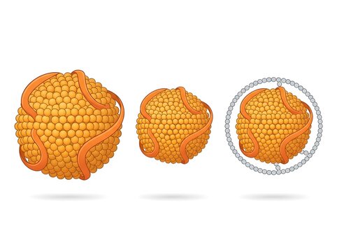 Lipoprotein particle structure vector illustration isolated on white background.