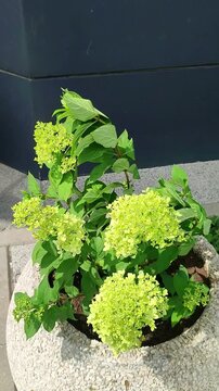 Green hydrangea growing in a stone planter. Flowering shrub decoration in a garden. Ornamental botanical display for landscaping and seasonal nature arrangement.