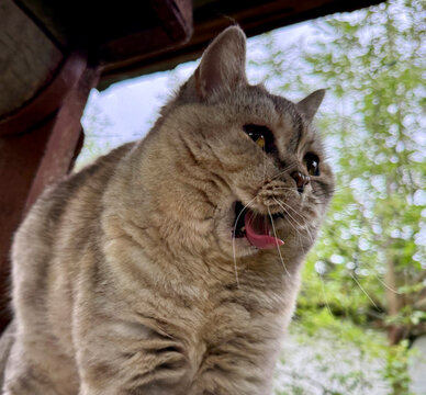 Derpy cat sticking out its tongue