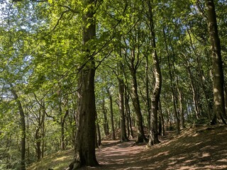Fototapeta premium trees in the forest