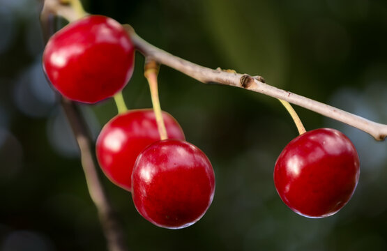 Several ripe bright red cherries in a close-up shot hang from a thin branch of a garden tree. The glossy round fruits are illuminated by the soft sun against a heavily blurred dark background with bea