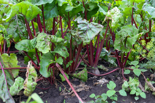 Young beet plants with lush green leaves and characteristic red petioles grow in open soil. The rounded root vegetables are partially visible, ready for harvest. Nearby, green dill is growing, creatin