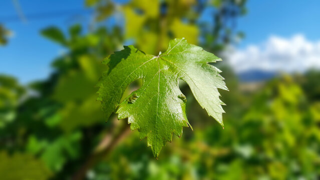 Close-up of a Vibrant Green Grape Leaf in a Vineyard Under a Blue Sky.