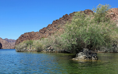 Fototapeta premium Rock and bushes on Colorado River, Arizona