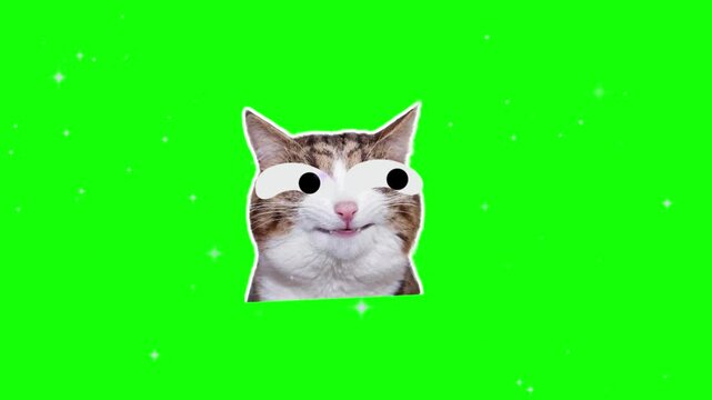 Cat face with oversized googly eyes floats against a vibrant green screen background with scattered sparkling light effects that create a playful and humorous internet meme aesthetic for digital.