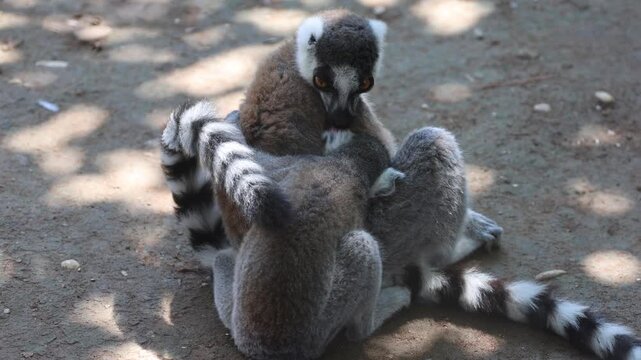 Two ring-tailed lemurs rest closely on compacted dirt in shaded outdoor setting, one upright facing right with amber eyes and facial markings, second partly visible beside curled tail