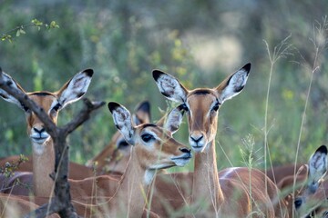 alert impala in the savannah © Samwel