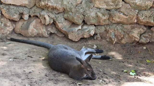 Small wallaby-like marsupial lies prone on compacted granular soil in front of layered crumbling limestone or sandstone wall, head lowered with forepaws extended and long tail stretched to left