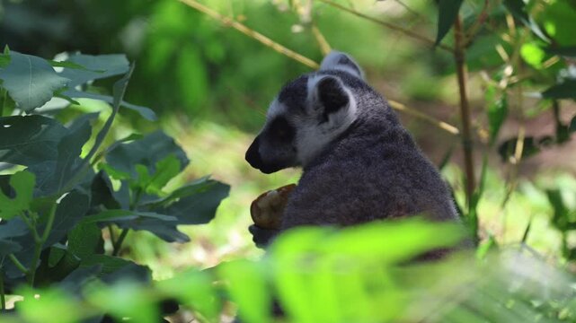 Rear three-quarter view of adult ring-tailed lemur seated in dense leafy understory, head turned slightly left while holding small object at mouth in stationary feeding or inspecting pose; soft
