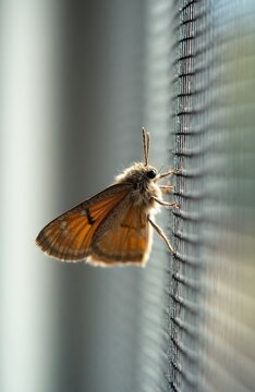 Brown moth rests on window mesh screen. Insect clings to home netting at night. Small fuzzy creature with wings outdoors in summer. Natural macro details of wild fauna. Wildlife explores residential