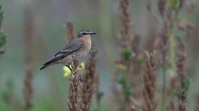 A northern wheatear or wheatear (Oenanthe oenanthe) in winter plumage inspecting its surroundings while sitting in the top of a plant 