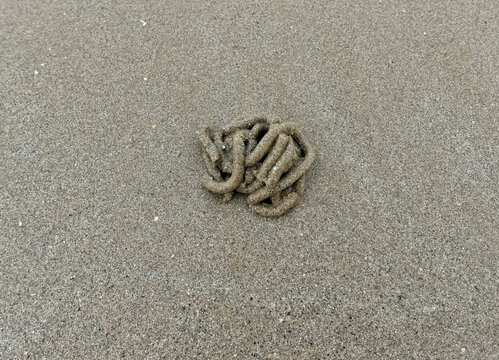 close-up view of a solitary formation of Arenicola marina on the sand