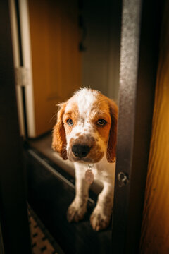 Puppy in doorway