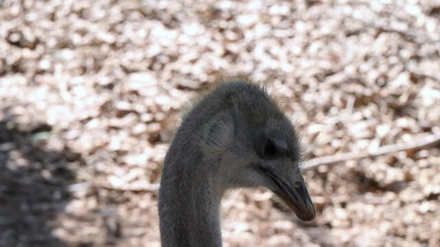 This large flightless bird is the common ostrich (Struthio camelus), a species native to sub Saharan Africa.